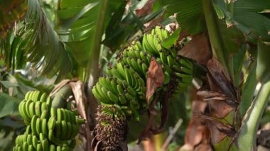 Pan shot showing a bunch of bananas and banana blossom hanging on a tree
