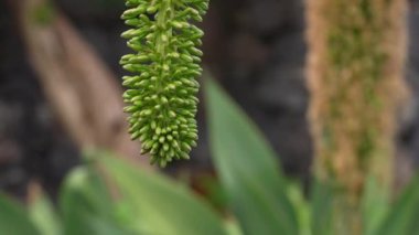 Video footage focusing on the tip of a swan's neck agave plant in a tropical garden