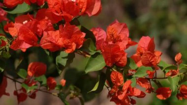 Close-up of an orange Bougainvillea flower swaying in the wind