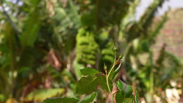 Close Footage Focusing Flower Leaves Bunch Green Bananas Hanging Tree — Stock video