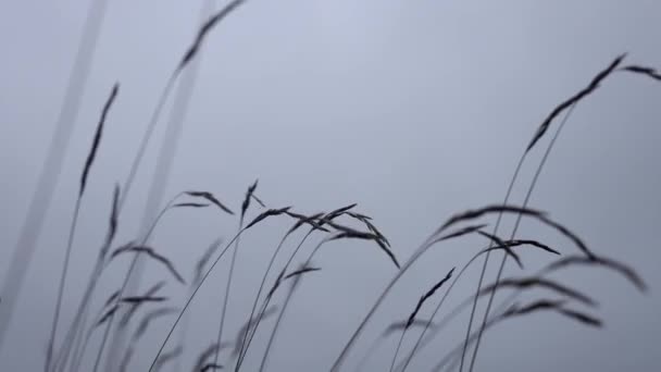Close Grass Swaying Wind Daytime — Vídeo de stock
