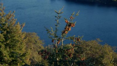 A close-up shot of pine cones on an evergreen tree, with a view of the Nahuel Huapi lake behind in Bariloche, Argentina during daytime