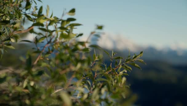 Wide Shot Focusing Leaves Plant Snowy Mountain Range Bariloche Argentina — Stockvideo