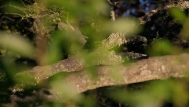 Close Shot Tree Branches Moss Forest Located Bariloche Argentina Daytime — Stockvideo