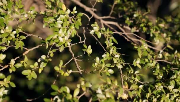 Close Shot Sunlit Tree Branches Its Leaves Forest Bariloche Argentina — Stockvideo