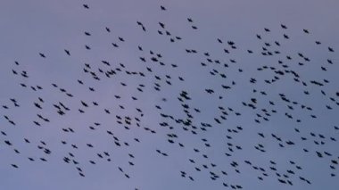 Close-up shot of black starlings flying in a flock on a blue sky backdrop