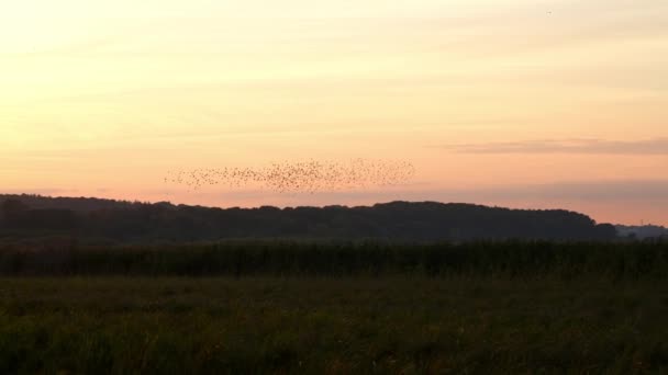 Oval Shaped Flock Black Starlings Fly Sunset Field — Stock Video