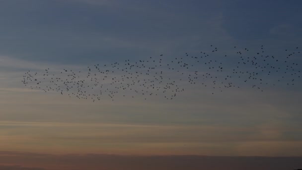 Mavi Günbatımı Gökyüzüne Doğru Uçan Bir Sığırcık Sürüsü — Stok video