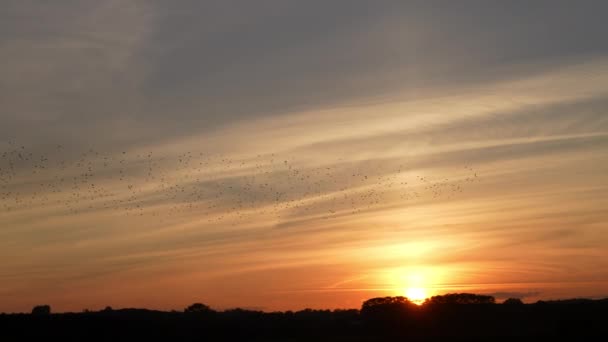 Bir Tarlanın Üzerinde Uçan Kuş Sürüsüyle Güzel Bir Günbatımı — Stok video