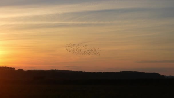Small Flock Starlings Flying Dusk Yellow Sun — Stock Video