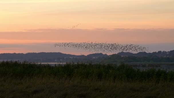Flock Starling Birds Flying Grassy Field Dusk — Stock Video