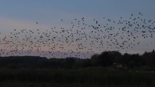 Gün Batımında Siyah Sığırcık Kuşlarının Mırıldanmaları Çimenli Bir Tarlanın Üzerinde — Stok video