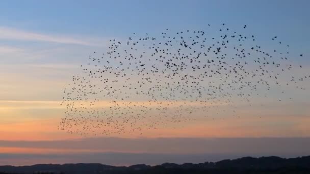 Flock Black Starlings Flies Formation Green Field Sunset — Vídeo de Stock