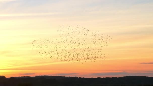 Bir Sığırcık Sürüsü Turuncu Bir Günbatımı Gökyüzünde Uçuyor — Stok video