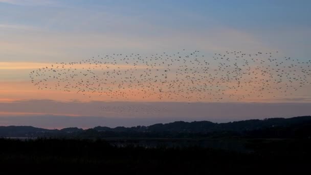 Murmurações Pássaros Estorninhos Movimento Circular Através Céu Por Sol Acima — Vídeo de Stock