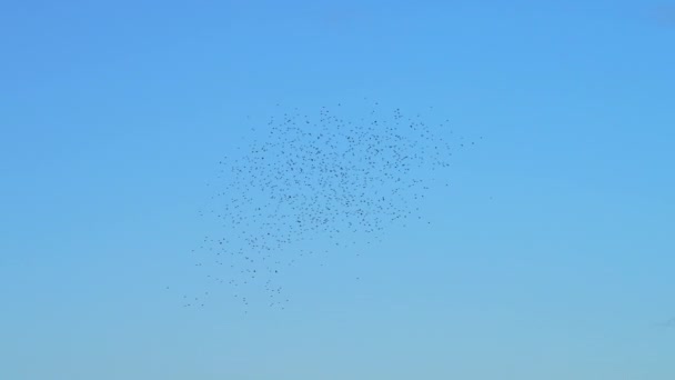 Aşağıdaki Tarlaya Inmeden Önce Sığırcık Sürüsü Mavi Gökyüzünde Uçar — Stok video