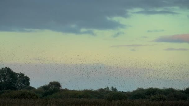 Yüzlerce Sığırcık Bir Tarlanın Üzerinde Mavi Gökyüzünde Toplanır — Stok video