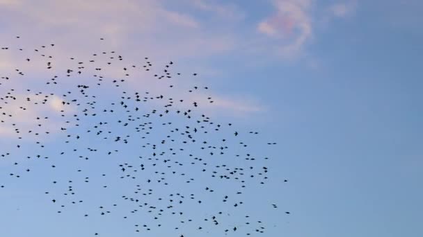 Sığırcık Kuşları Yere Inmeden Önce Gökyüzünde Bir Araya Gelirler — Stok video