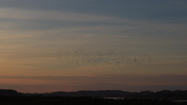 Starling Flock Flying Field Twilight Sky — Stock Video
