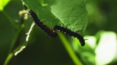 Yaprak, Sarmaşık, Tırtıllar, Yeşil, Bitki