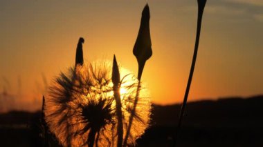 Sunset with dandelion seed head and flower head silhouettes