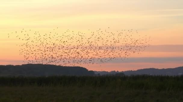 Starling Flock Swirling Grassy Field Sunset — Stock Video