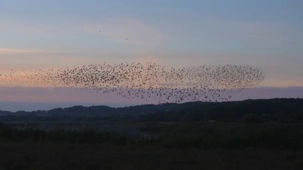 Flock Starlings Takes Ground Joins Another Flock Flight Sky — Stock Video