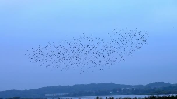 Bir Sığırcık Sürüsü Mavi Gökyüzünün Altındaki Tarlada Birlikte Uçuyor — Stok video