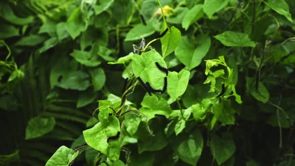 Black Caterpillars Ivy Plant Green — Vídeo de stock