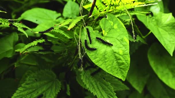 Caterpillars Green Leaves Ivy Plant — Vídeo de stock