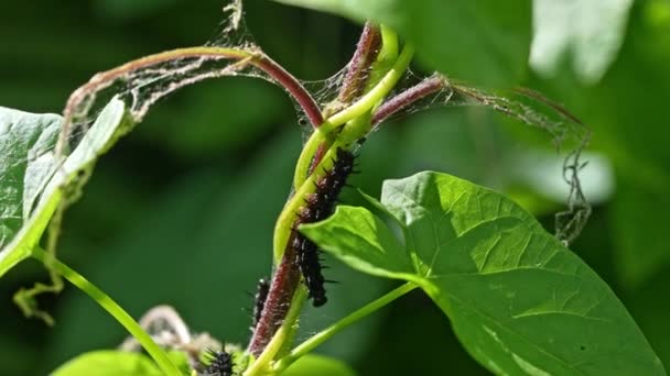 Stem Black Caterpillar Leaves Plant — Stok Video