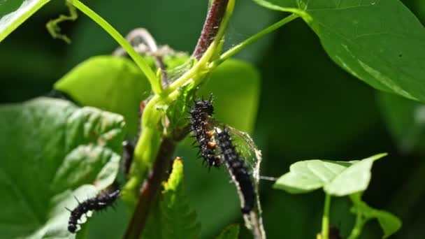 Caterpillar Black Crawling Ivy Stem — Vídeo de Stock