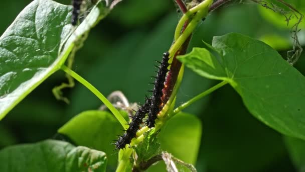 Black Caterpillars Stem Ivy Plant — Stock Video