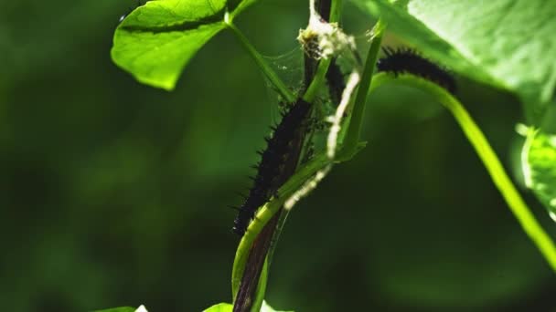 Caterpillar Stem Plant Leaves Infestation — Vídeos de Stock