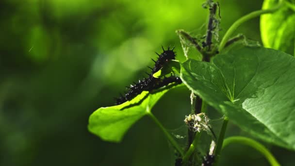 Ivy Plant Caterpillars Crawling Pests — Stock video