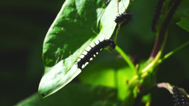 Sunlit Caterpillars Leaf Ivy Crawling — Vídeos de Stock
