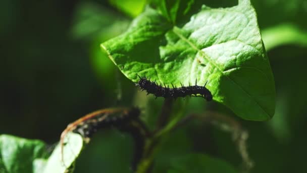 Caterpillars Crawling Leaf Ivy Plant — Video Stock