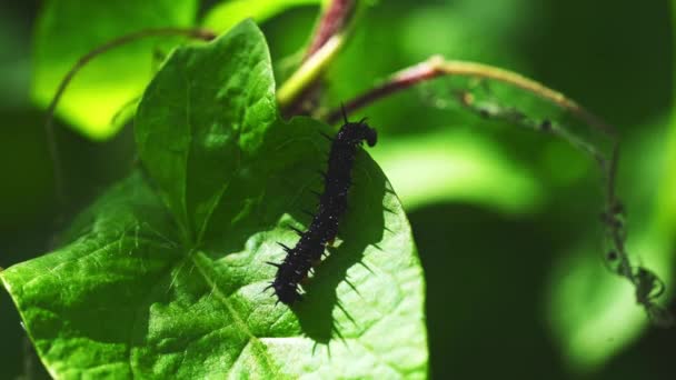 Leaf Ivy Caterpillar Insect Nature — Vídeos de Stock