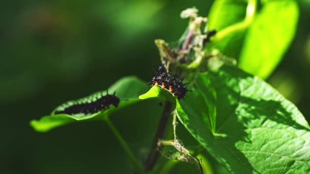 Housenky Ivy Listy Příroda Hmyz — Stock video