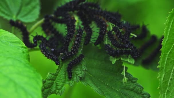 Caterpillars Black Ivy Leaves Nature — Vídeos de Stock