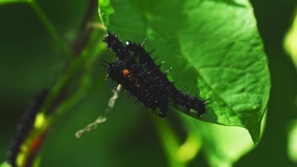 Black Caterpillars Leaf Ivy Green — Wideo stockowe