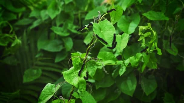 Caterpillars Leaves Ivy Plant Nature — Vídeo de stock