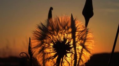 Gün batımında çekilen karahindiba tohumu tohumu başının siluetinin yakın çekimi.