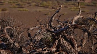 Tree, Landscape, Dry, Tenerife, Mountain