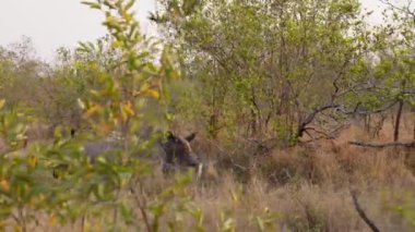 A pan shot moving from left to right showing rhinos resting peacefully in between bushes during daytime