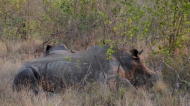 Several oxpeckers staying on the body of a resting rhino during daytime
