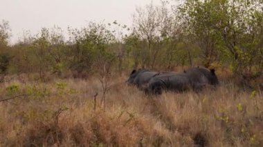 A pan shot moving from left to right showing rhinos resting peacefully in between bushes during daytime