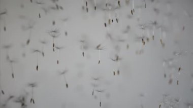 A video of multiple dandelion seeds falling down on a gray background in slow motion