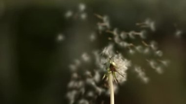 A close-up shot of a dandelions' seed dispersing instantly in the air