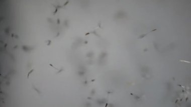 A video showing the dispersal of multiple dandelion seeds in the air against a gray background